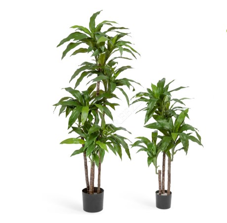 Treez Драцена Крейг зеленая 100 см