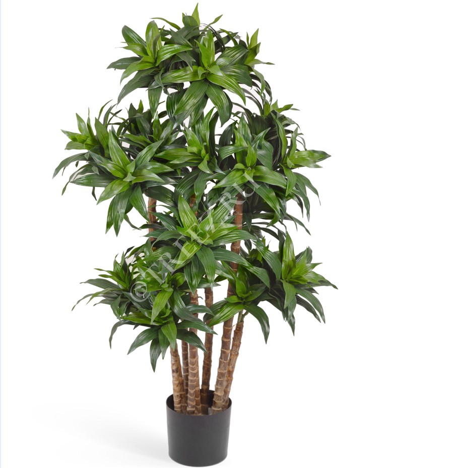 Treez Драцена Компакта 120 см