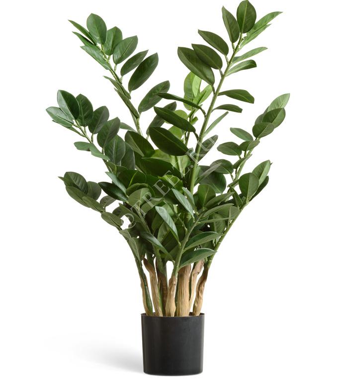 TREEZ Замиокулькас кустовой Мидл 75 см