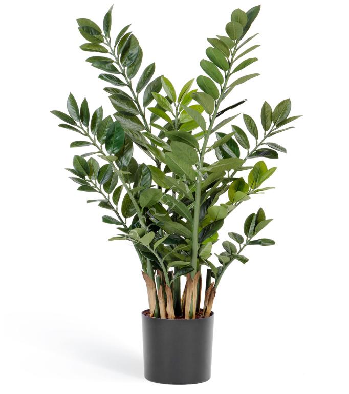 TREEZ Замиокулькас кустовой 90 см