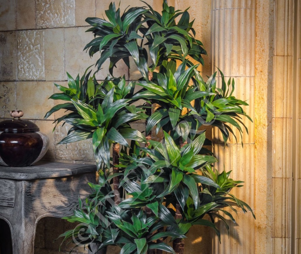 Treez Драцена Компакта 120 см